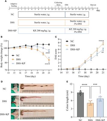 Kombucha polysaccharide alleviates DSS-induced colitis in mice by modulating the gut microbiota and remodeling metabolism pathways